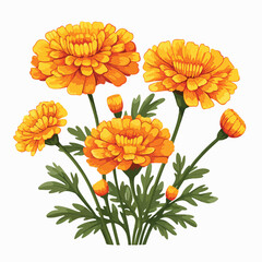 Marigold Clipart clipart isolated on white background