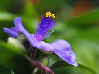 Tradescantia