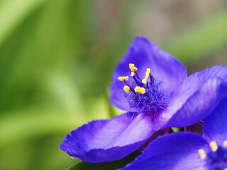Tradescantia