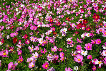 The colorful flower garden is very beautiful.