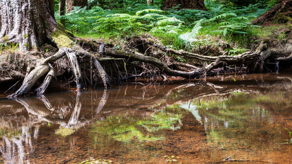 Tree roots reflected in the calm water of a New Forest River