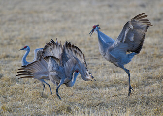 Fototapeta premium Migrating Greater Sandhill Cranes in Monte Vista, Colorado