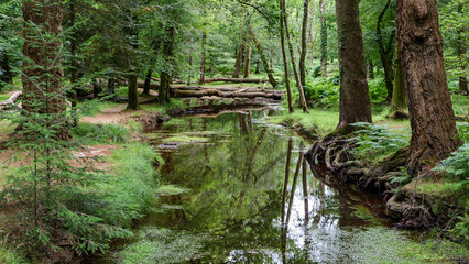 Peaceful river in the New Forest with green tree canopy