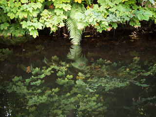 Riverside ferns and leaves reflected in calm water surface