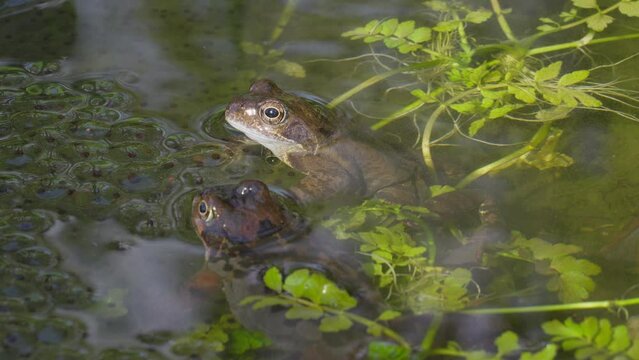 Two frogs sitting together in a pond between their spawn. Rana temporaria, the frogs are also known as the European common frog or European grass frog. Steady shot.
