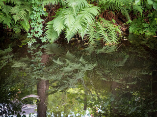 Ferns reflected in calm water