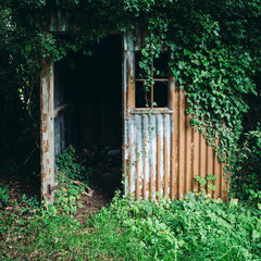 Old rusty corrugated tin shed in the woods
