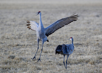 Fototapeta premium Migrating Greater Sandhill Cranes in Monte Vista, Colorado