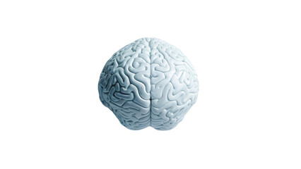 Obraz premium 3D rendered human brain illustration on white background, representing anatomy, science, digital and intelligence