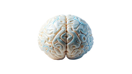 3D rendered human brain illustration on white background, representing anatomy, science, digital and intelligence