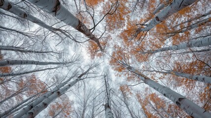 Autumn forest tree tops with no leaves. Wide view of withered tree tops.
