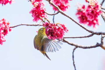 美しいカンヒザクラの間を飛び回って花の蜜を吸う可愛いメジロ（メジロ科）。

日本国東京都文京区、小石川植物園にて。
2024年3月16日撮影。

Lovely Japanese White Eye (Zosterops Japonica, family comprising white eyes) flitting among the beautiful kanhizakura (Cerasus 