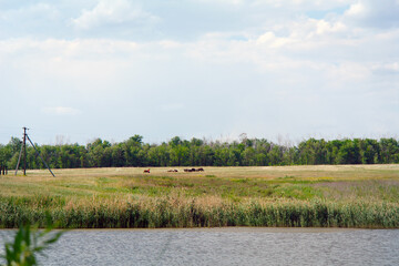 A small herd of cows graze on the shore of the lake
