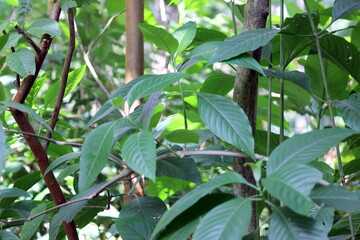 Adulsa leafs also known as Ardusi. this are the bitter leaves used for ayurvedic medicines for...