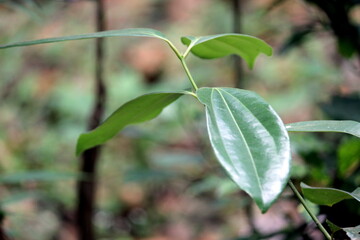 fresh and green bay leaves fron Bay Tree. Indian spice botanical plant used for cooking. In Aayurveda, there are lot more benefits of this plant to cure many decisease. leaf with good fregrance