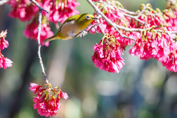 美しいカンヒザクラの間を飛び回って花の蜜を吸う可愛いメジロ（メジロ科）。

日本国東京都文京区、小石川植物園にて。
2024年3月16日撮影。

Lovely Japanese White Eye (Zosterops Japonica, family comprising white eyes) flitting among the beautiful kanhizakura (Cerasus 