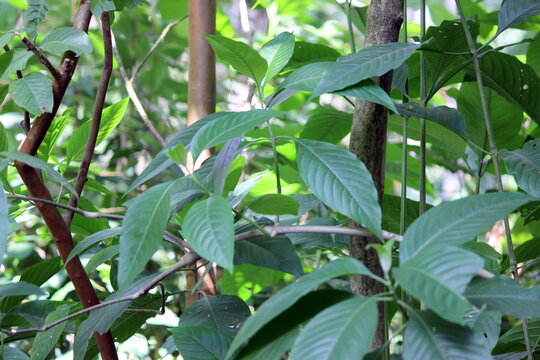 Adulsa leafs also known as Ardusi. this are the bitter leaves used for ayurvedic medicines for curing Cough and fever from the body. very useful botanical plan from India