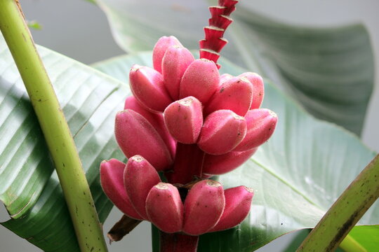 Red bananas on the banyan tree. also known as  Colorado banana, Musa acuminata Dacca banana, Cuban banana, red Spanish banana or lal Kela. they are not supposed to eat raw. it has ayurvedic benefits