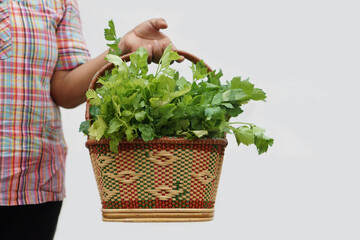 Close up  woman holds basket of fresh celery vegetables. Concept, agriculture crop. Organic vegetables harvested from garden for selling in local market, cooking or share                  