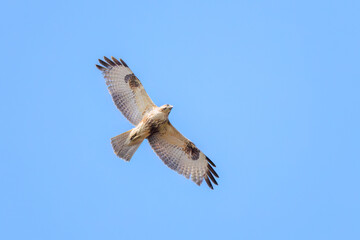 飛翔する美しいノスリ（タカ科）。

日本国東京都文京区、小石川植物園にて。
2024年3月16日撮影。

Beautiful Eastern Buzzard (Buteo japonicus, family comprising hawks) in flight.

At Koishikawa botanical garden, Bunkyo-ku, Tokyo, Japan,
photo by 