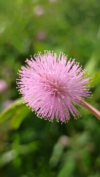 mimosa pudica flower
