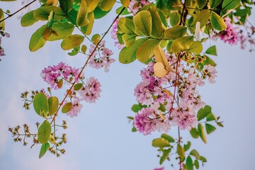 Lagerstroemia flower bloom or Tabak flowers in the garden, Tropical flowers in thailand for design nature background.