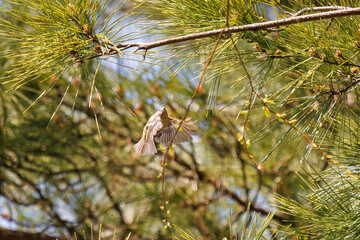松の木で餌を探して飛び回る、日本最小の鳥、可愛いキクイタダキ（ウグイス科）。

日本国東京都文京区、小石川植物園にて。
2024年3月16日撮影。

Japan's smallest bird, the lovely Goldcrest (Cercopithecus cephus) flits about in pine trees looking for food.

At Koishikawa