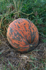 Warty Sunset Pumpkin - deep red fruit lying on the grass. Beautiful and mottled skin texture. There...