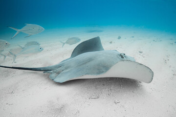 Stingray underwater on sandy bottom. Sting ray fish in tropical sea © artifirsov