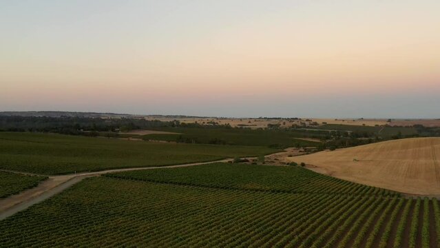 Barossa Valley vineyards in South Australia – aerial sunrise landscape as 4k.
