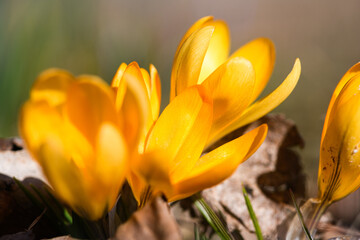 Close-up of blooming yellow crocus flower. - 762228813