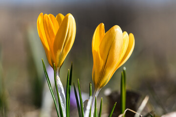 Close-up of blooming yellow crocus flower. - 762228830