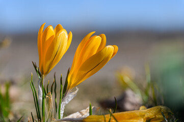 Close-up of blooming yellow crocus flower. - 762228832