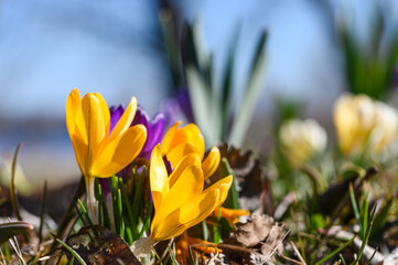 Close-up of blooming colorful crocuses in the park.