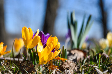 Close-up of blooming colorful crocuses in the park. - 762228859