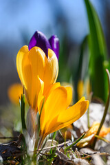 Close-up of blooming colorful crocuses in the park.
