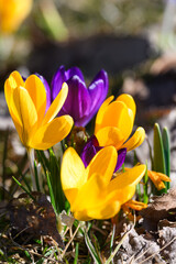 Close-up of blooming colorful crocuses in the park. - 762228870