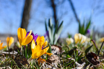 Close-up of blooming colorful crocuses in the park. - 762228871
