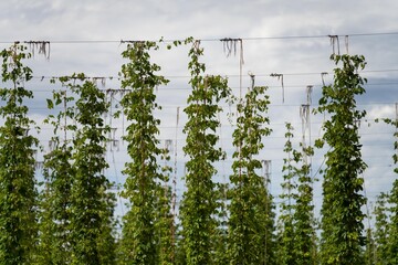 hops crop growing in a field on a farm in australia. beer hops plant harvest for brewing. vines...