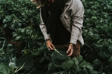 Tischdecke Person harvesting brussels sprouts on field © Tasja