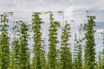 hops crop growing in a field on a farm in australia. beer hops plant harvest for brewing. vines...
