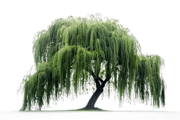 A large tree with long branches and green leaves. The tree is the main focus of the image and it is...