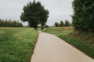 Countryside road with tree and green grass