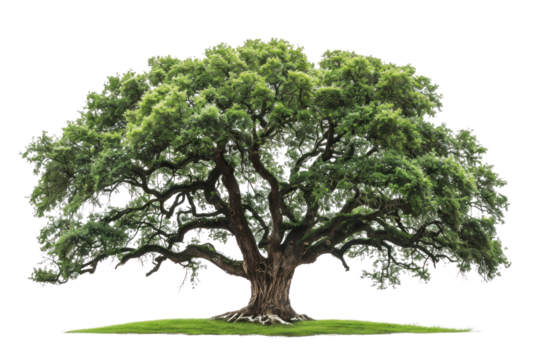 A large tree with green leaves and a brown trunk. The tree is the main focus of the image and it is very old. The tree is surrounded by a grassy area, which adds to the natural