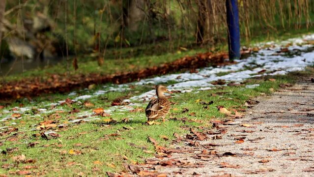 A duck is walking on a path in the woods