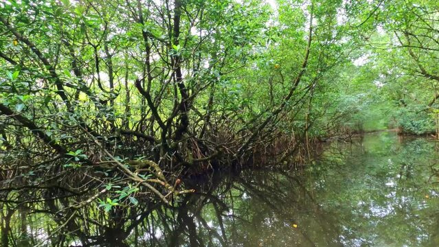 Pov view by boat inside the jungle river at Malanza mangrove in Sao Tome,Africa.