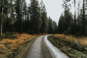 Obraz premium Winding road trough the forest in a moody landscape