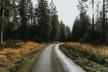 Fototapeta na wymiar Winding road trough the forest in a moody landscape