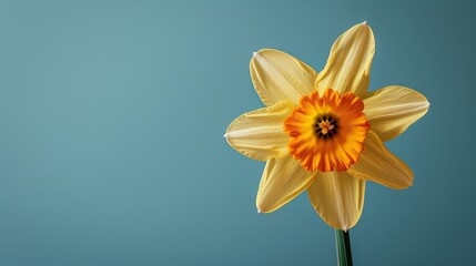 Bright Yellow Daffodil Blooming on Vibrant Blue Background with Copy Space for Text