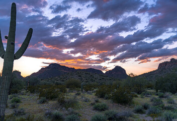 San Tan Mountain Regional Park in Mid-March.